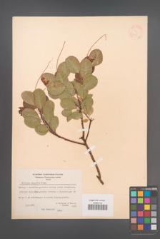 Cotinus coggygria [KOR 21581]