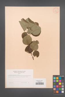 Cotinus coggygria [KOR 28361]