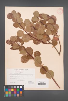Cotinus coggygria [KOR 21582]