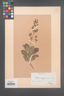 Cotinus coggygria [KOR 34138]