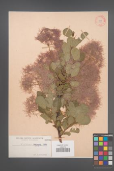 Cotinus coggygria [KOR 953]