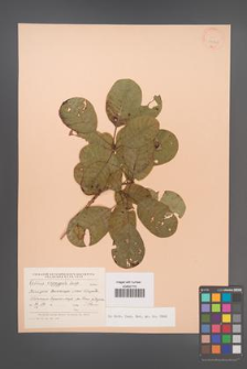 Cotinus coggygria [KOR 24461]