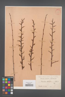 Cotoneaster acutifolia [KOR 1096]