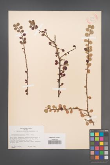 Cotoneaster apiculata [KOR 34140]
