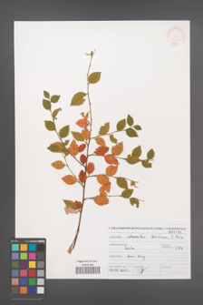 Cotoneaster dielsianus [KOR 46974]