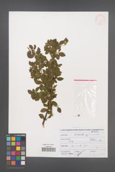 Cotoneaster divaricatus [KOR 46973]