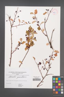 Cotoneaster granatensis [KOR 45221]