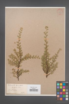 Cotoneaster horizontalis [KOR 34149]