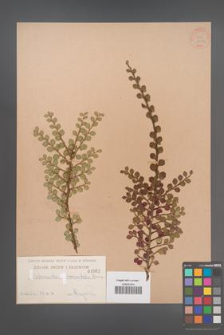 Cotoneaster horizontalis [KOR 1062]