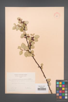 Cotoneaster integerrima [KOR 3207]