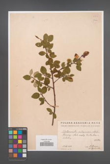 Cotoneaster integerrima [KOR 55032]