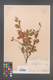 Cotoneaster integerrima [KOR 55039]