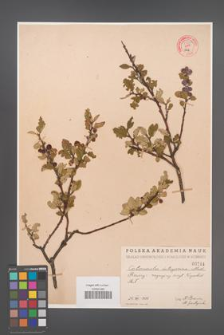 Cotoneaster integerrima [KOR 55047]