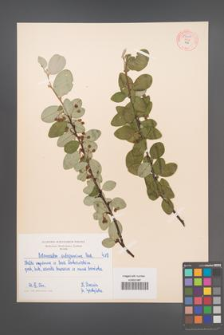 Cotoneaster integerrima [KOR 55049]