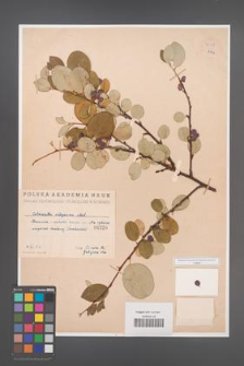 Cotoneaster integerrima [KOR 55138]