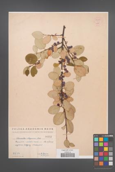 Cotoneaster integerrima [KOR 55140]