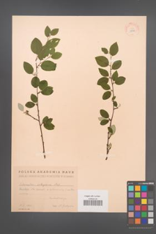 Cotoneaster integerrimus [KOR 13120]