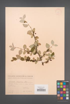 Cotoneaster integerrimus [KOR 13170]