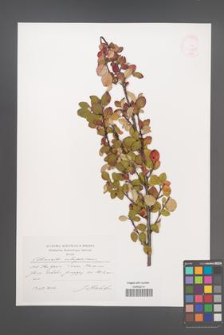 Cotoneaster integerrimus [KOR 44823]