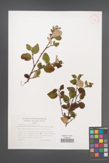 Cotoneaster integerrimus [KOR 32166]