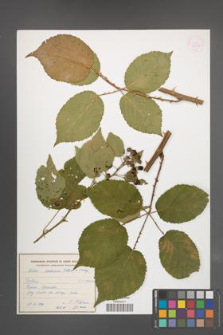 Rubus ambrosius [KOR 54947]
