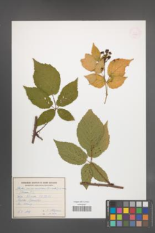 Rubus macromontanus [KOR 54955]