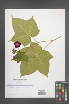 Rubus odoratus [KOR 54934]