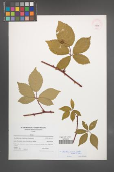 Rubus pericrispatus [KOR 46198]
