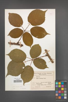 Rubus sulcatus [KOR 54935]