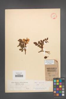 Rosa canina [KOR 17750]