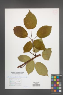 Rubus ambrosius [KOR 54920]