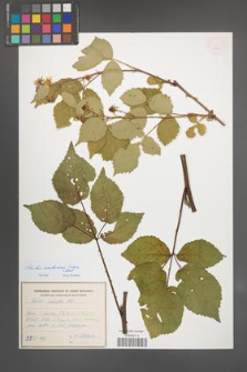 Rubus ambrosius [KOR 54924]