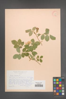 Rosa canina [KOR 17870]