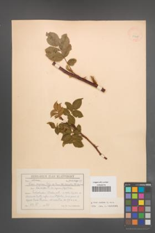 Rosa canina [KOR 17687]