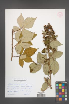 Rubus gallinimontanus [KOR 55356]