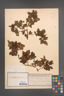 Rosa canina [KOR 17860]