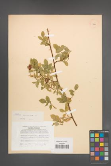 Rosa canina [KOR 17814]