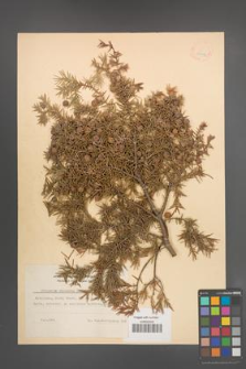 Juniperus oxycedrus [KOR 14614]