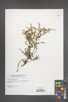 Juniperus navicularis [KOR 45648]
