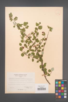 Cotoneaster integerrimus [KOR 21599]