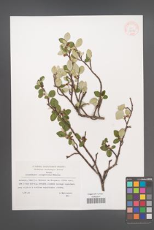 Cotoneaster integerrimus [KOR 32681]