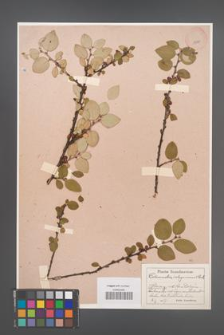 Cotoneaster integerrimus [KOR 13991]