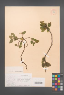 Cotoneaster integerrimus [KOR 55145]