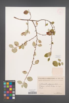 Cotoneaster integerrimus [KOR 13119]