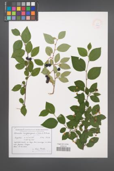 Cotoneaster lucidus [KOR 48952]