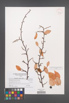 Cotoneaster lucidus [KOR 40929]