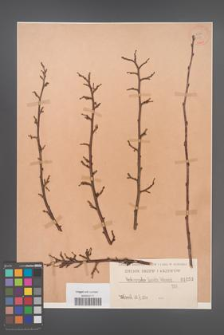Cotoneaster lucida [KOR 1053]