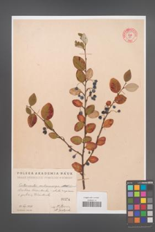 Cotoneaster melanocarpa [KOR 55147]