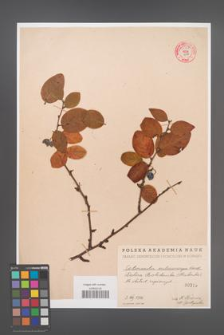 Cotoneaster melanocarpa [KOR 55148]