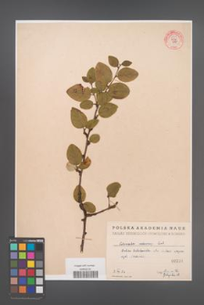 Cotoneaster melanocarpa [KOR 55149]